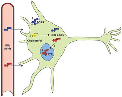 Bile Acids in Neurodegenerative Disorders